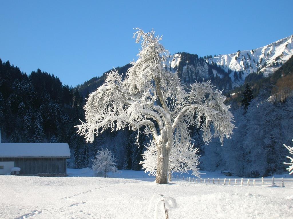 Vogt Mellau